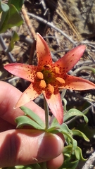 Lilium bolanderi