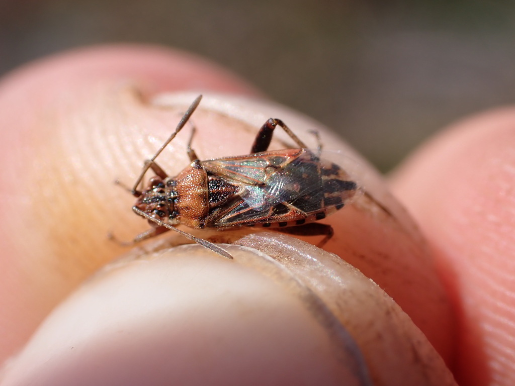 Stictopleurus pictus