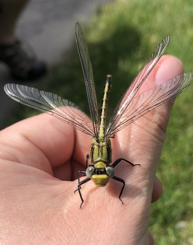 Horned Clubtail photo 5