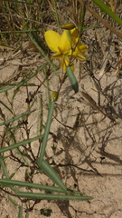 Chamaecrista flexuosa