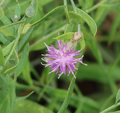 iNaturalist observation photo of Russian knapweed