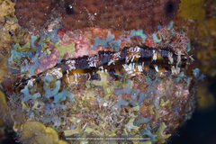 Spondylus americanus