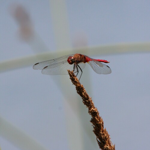 iNaturalist observation photo of Red-tailed Pennant