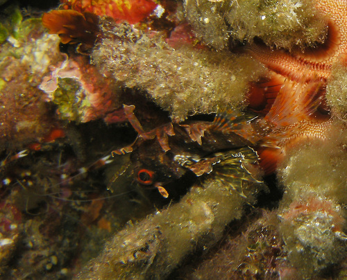 Dendrochirus barberi observed 2014-06-07
