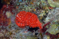 Monanchora arbuscula