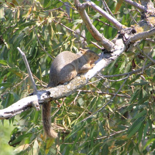 iNaturalist observation photo of Eastern Fox Squirrel