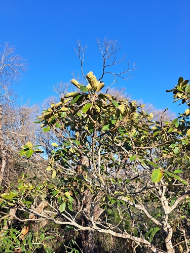 Clethra scabra (Clethra scabra)