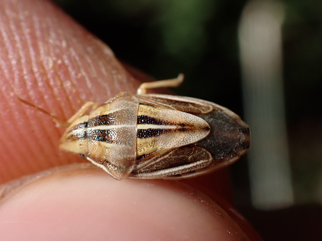 Aelia notata