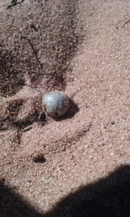 Dermacentor andersoni