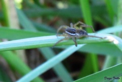 Diapontia uruguayensis