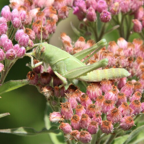 iNaturalist observation photo of Gray Bird Grasshopper