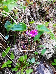 Primula cuneifolia