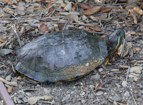iNaturalist observation photo of Pond Slider