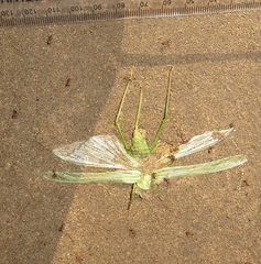 Crematogaster castanea