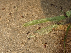 Crematogaster castanea