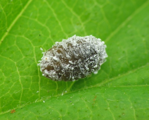 Polyphagous Tree Mealybug