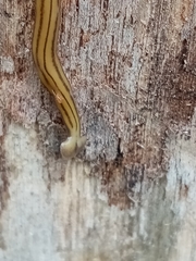 Diversibipalium multilineatum