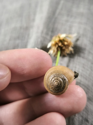 Diplobursa pisiformis