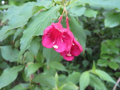 Weigela coraeensis