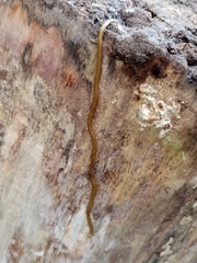 Diversibipalium multilineatum