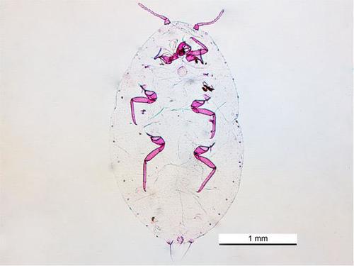 Cochonilha-da-roseta (Planococcus minor)