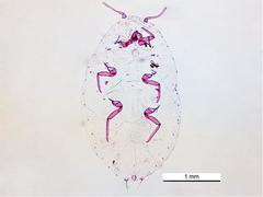 Cochonilha-da-roseta (Planococcus minor)
