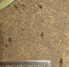 Crematogaster castanea