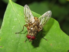 Phaonia valida