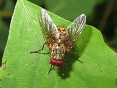 Phaonia valida