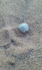 Dermacentor andersoni