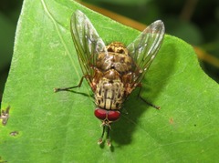 Phaonia valida