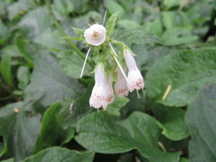 Symphytum × hidcotense