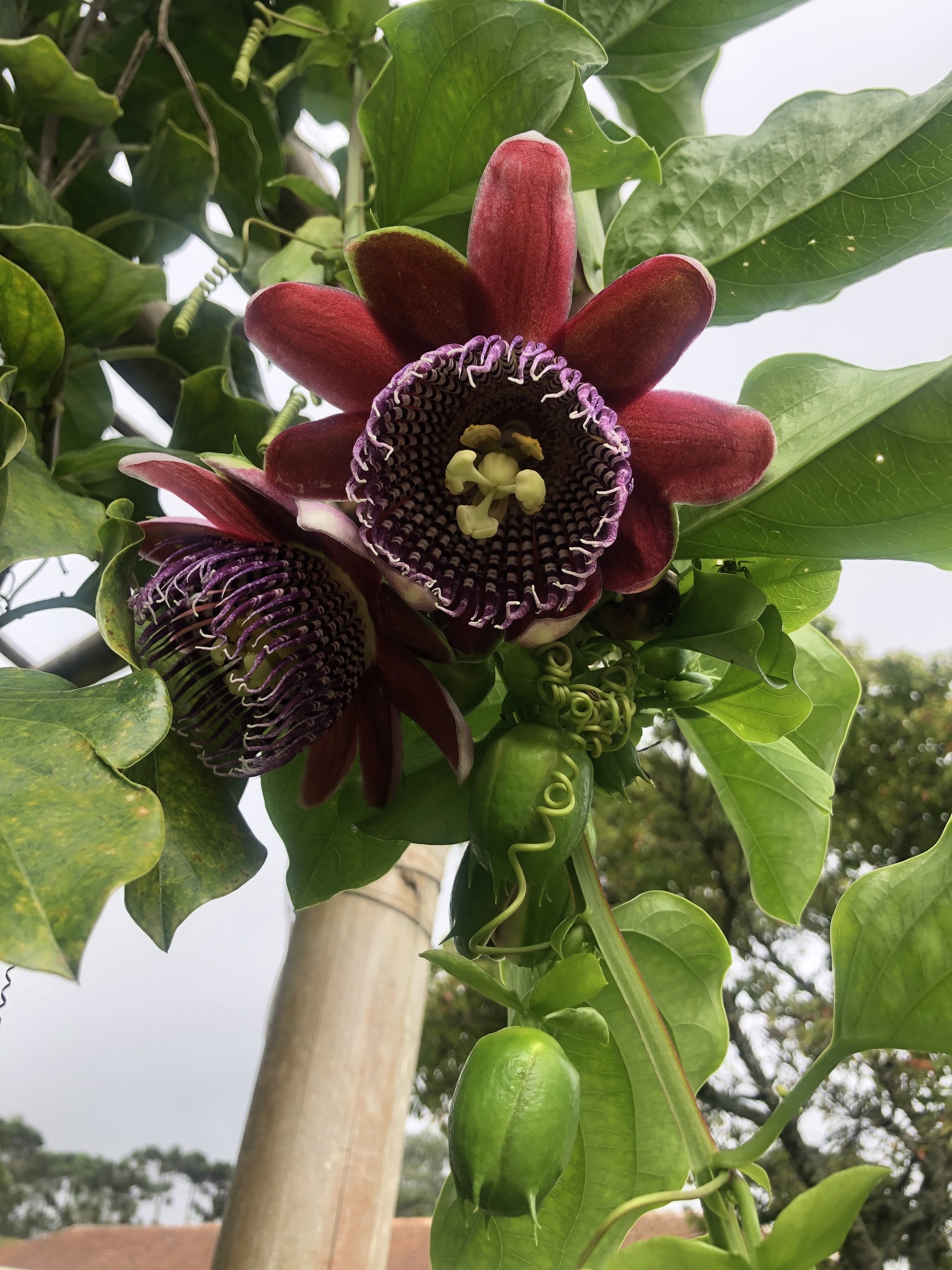 Imagem de Maracujá-Doce