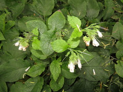 Symphytum × hidcotense