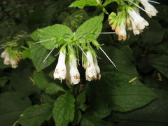 Symphytum × hidcotense