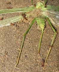 Crematogaster castanea