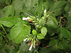 Symphytum × hidcotense