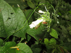 Symphytum × hidcotense