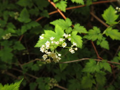 Neillia incisa