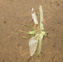 Crematogaster castanea