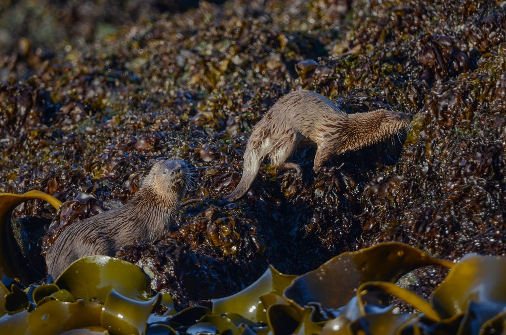 Two marine otters on kelp-covered rocks at the shore