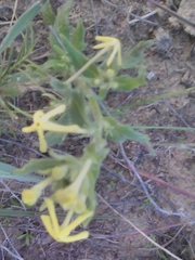 Lyperia