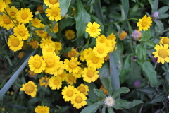 Anthemideae