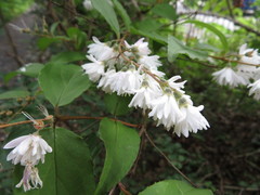 Deutzia scabra