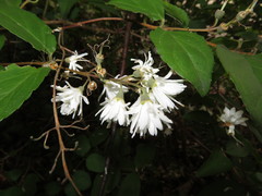 Deutzia scabra
