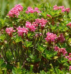Rhododendron hirsutum