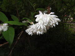 Deutzia scabra