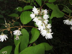Deutzia scabra