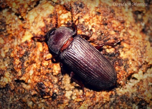 Mealworm beetle