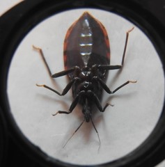Triatoma barberi